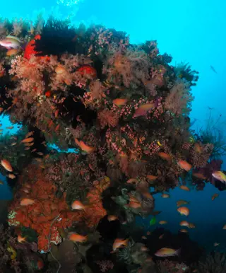 Tauchen im Unterwasserschloss